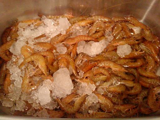 Swan Prawns 1 Swan Prawns 1